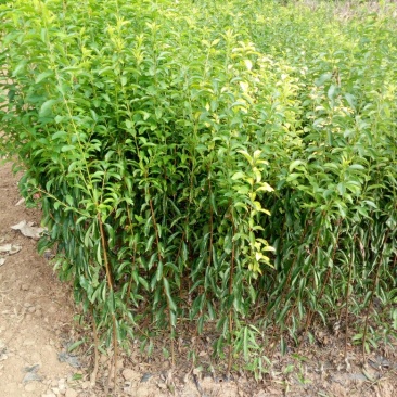 半边红李子苗40~50cm