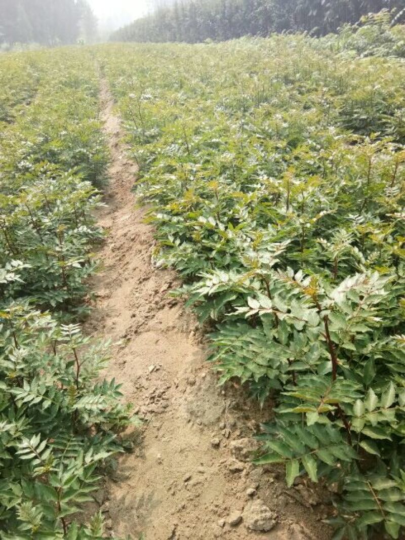 花椒苗，一年苗二年苗规格，品种大红袍和无刺嫁接花椒
