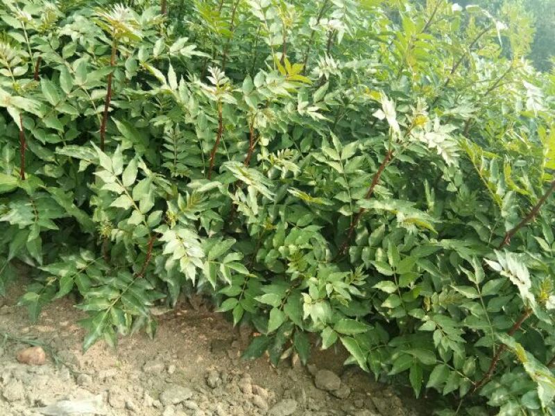 花椒苗，一年苗二年苗规格，品种大红袍和无刺嫁接花椒