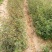 花椒苗，一年苗二年苗规格，品种大红袍和无刺嫁接花椒