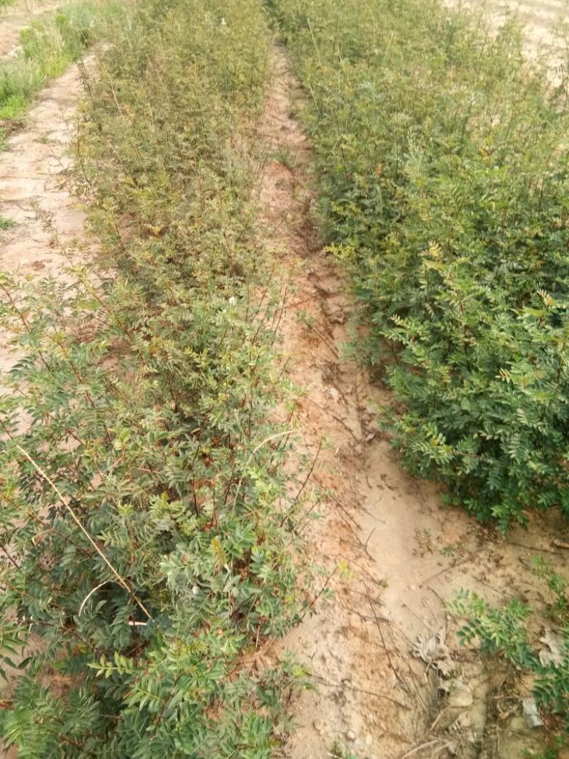 花椒苗，一年苗二年苗规格，品种大红袍和无刺嫁接花椒