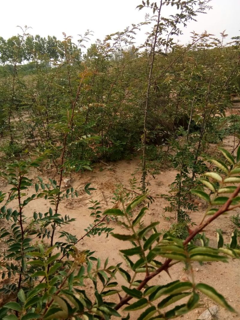 花椒苗，一年苗二年苗规格，品种大红袍和无刺嫁接花椒