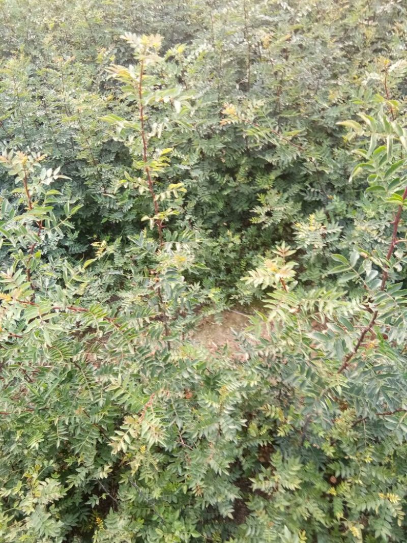 花椒苗，一年苗二年苗规格，品种大红袍和无刺嫁接花椒