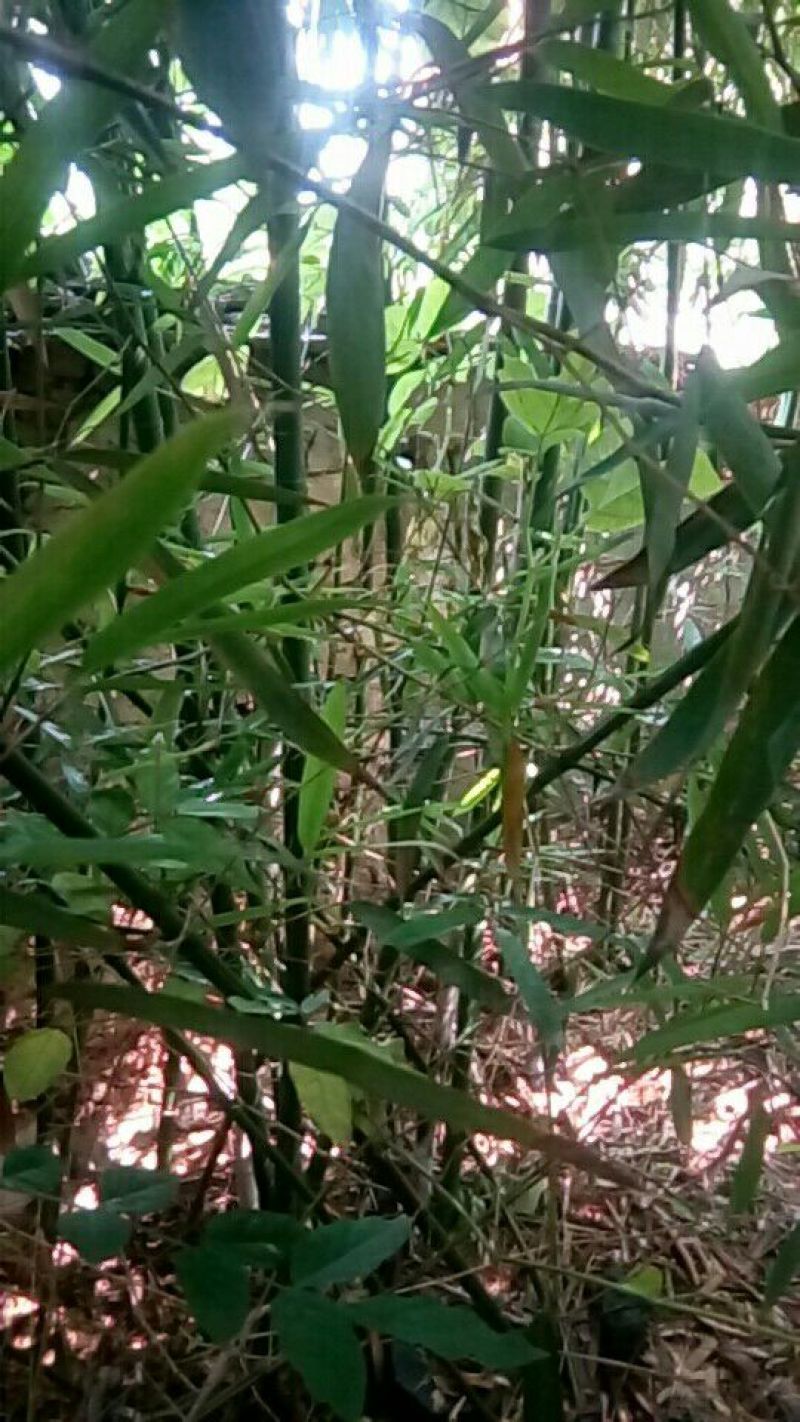 绿竹2~3m