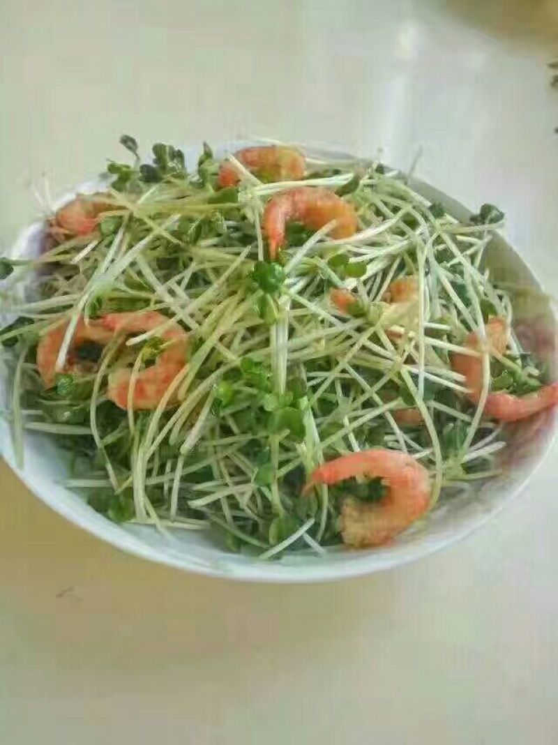 松柳芽苗菜