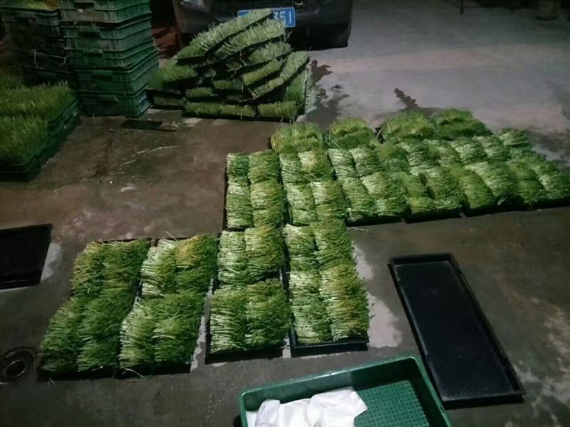 松柳芽苗菜