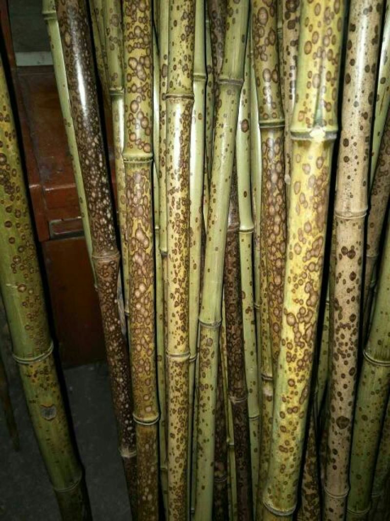 斑竹2~3m