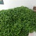线椒﹥20厘米特辣青
