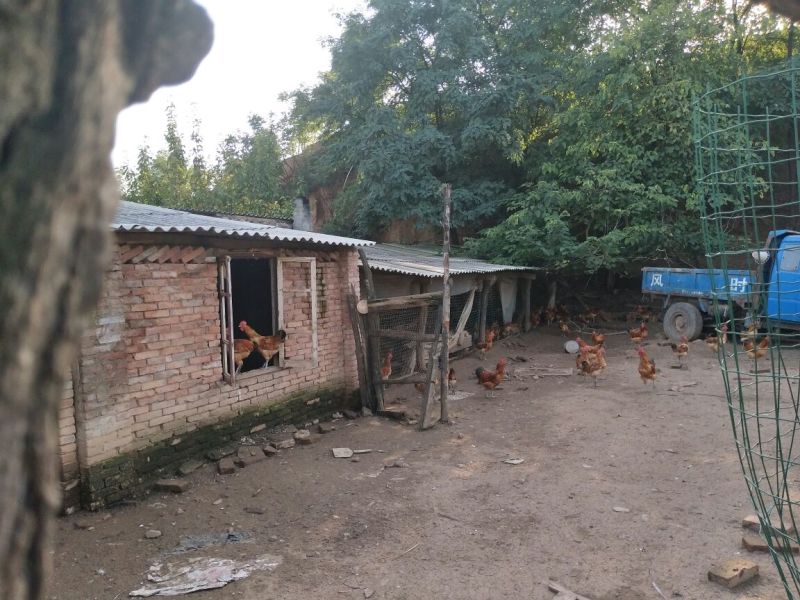 现杀《老母鸡》真空包装3斤左左包邮发货青脚高山散养
