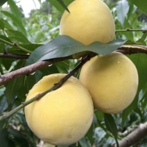 预售！黄金蜜黄桃9月中旬上市，需要的关注