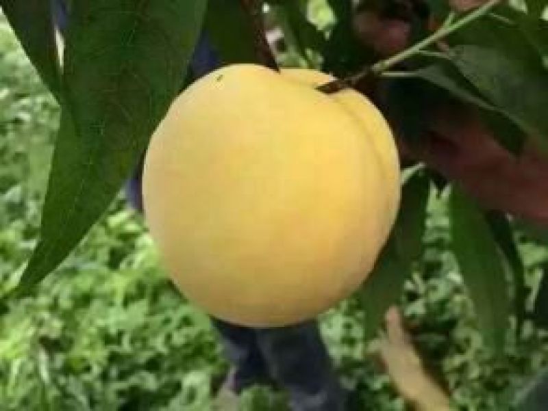 预售！黄金蜜黄桃9月中旬上市，需要的关注