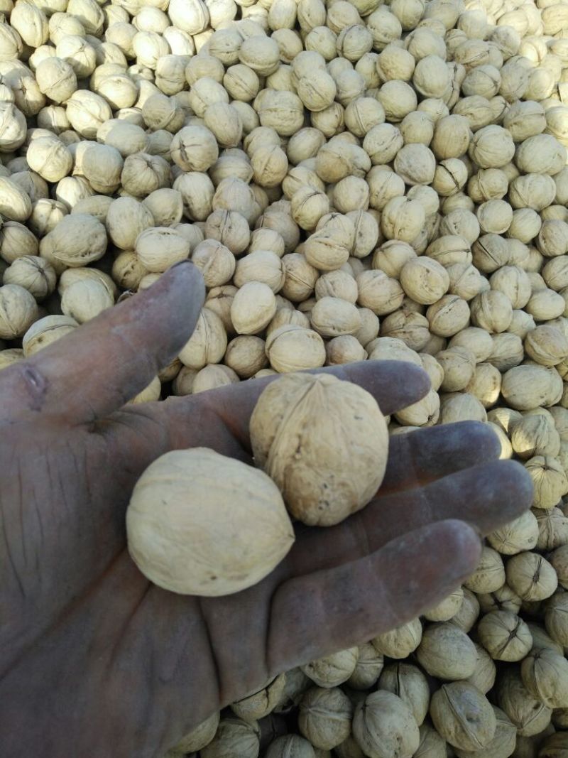 新疆185核桃去皮干