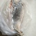 黄河鲤食用1~2公斤