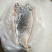 黄河鲤食用1~2公斤