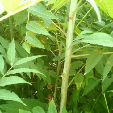 红油大棚食用香椿苗，栽植苗，定植苗各种规格以上