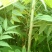 红油大棚食用香椿苗，栽植苗，定植苗各种规格以上