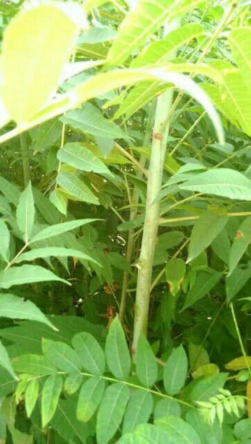 红油大棚食用香椿苗，栽植苗，定植苗各种规格以上