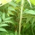 红油大棚食用香椿苗，栽植苗，定植苗各种规格以上