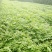 红油大棚食用香椿苗，栽植苗，定植苗各种规格以上