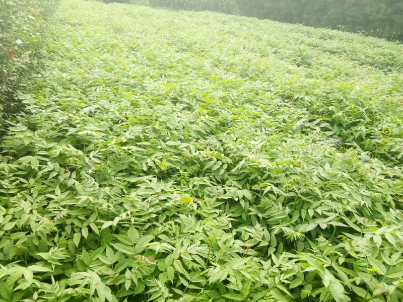 红油大棚食用香椿苗，栽植苗，定植苗各种规格以上
