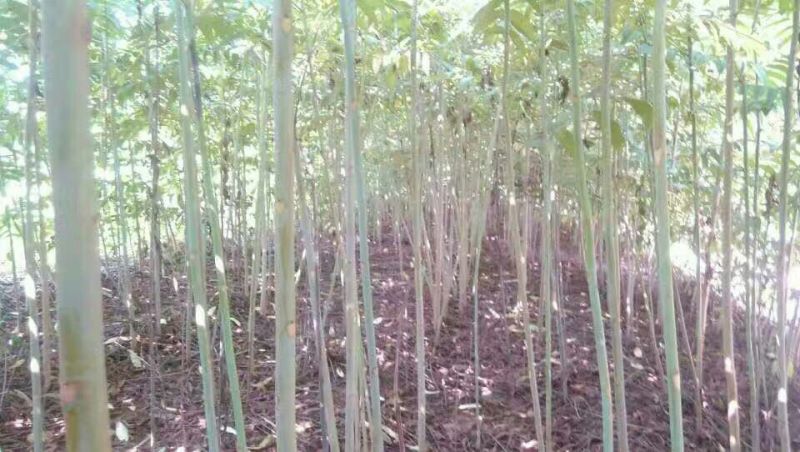 红油大棚食用香椿苗，栽植苗，定植苗各种规格以上