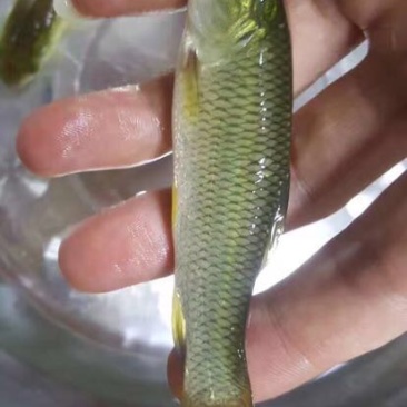 草鱼苗人工养殖6~8cm