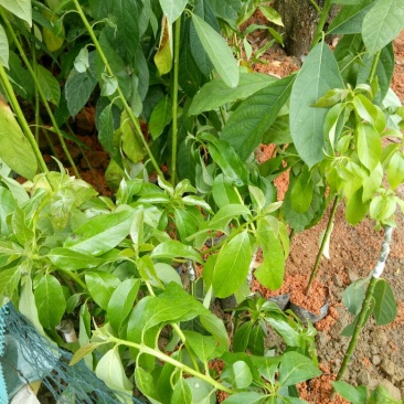 牛油果苗30~50cm