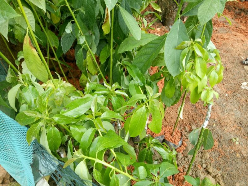 牛油果苗30~50cm