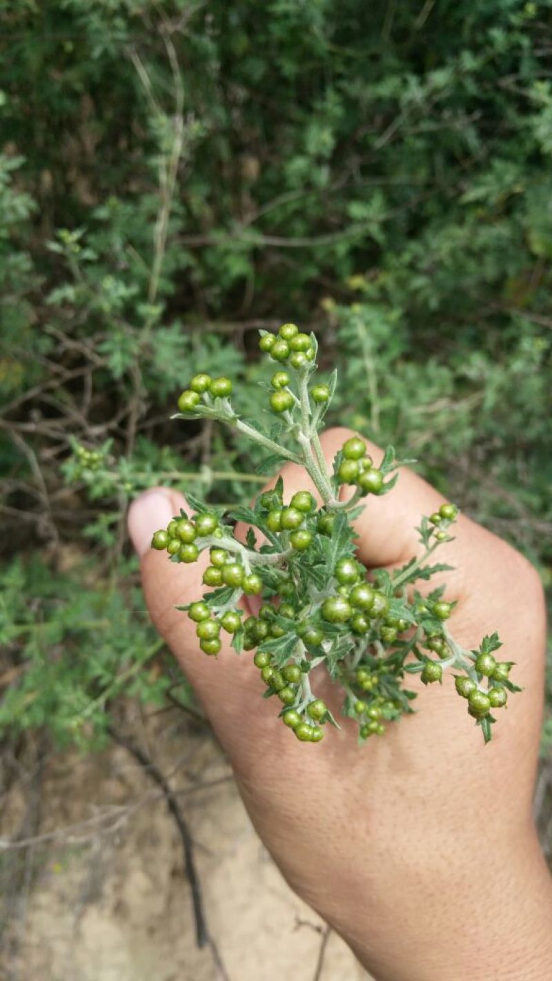 野菊花颗粒