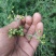 野菊花颗粒