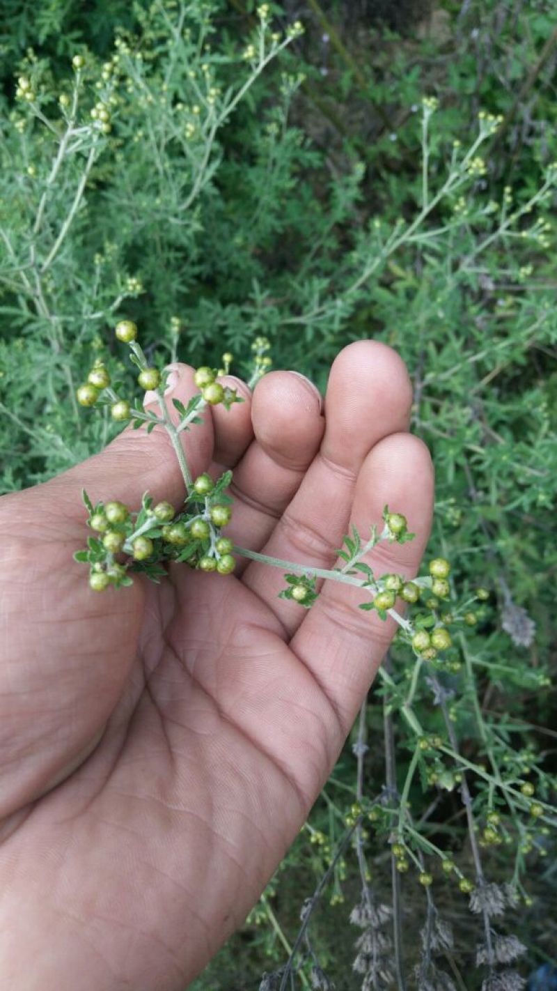 野菊花颗粒