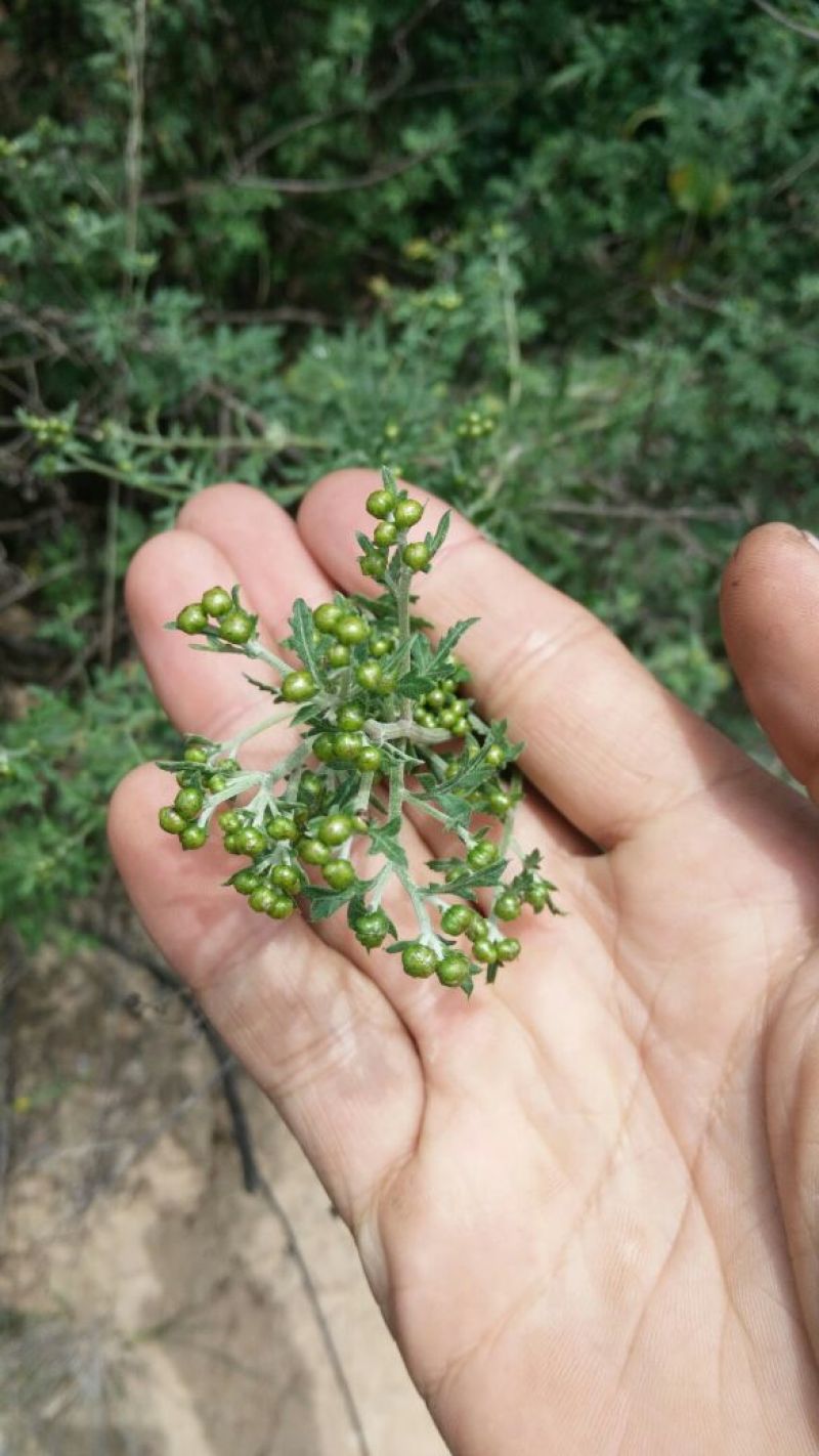 野菊花颗粒