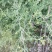 野菊花颗粒