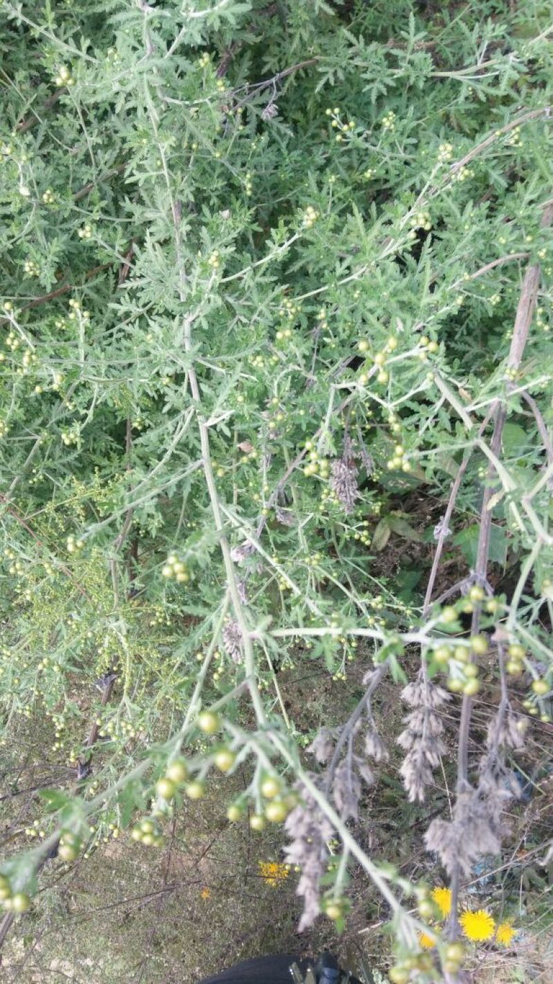 野菊花颗粒