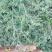 野菊花颗粒