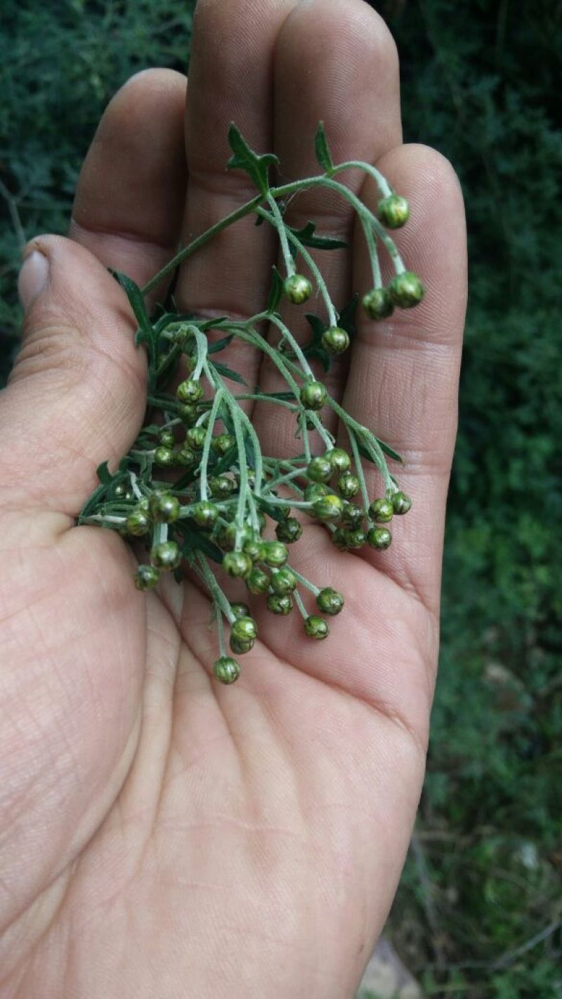 野菊花颗粒