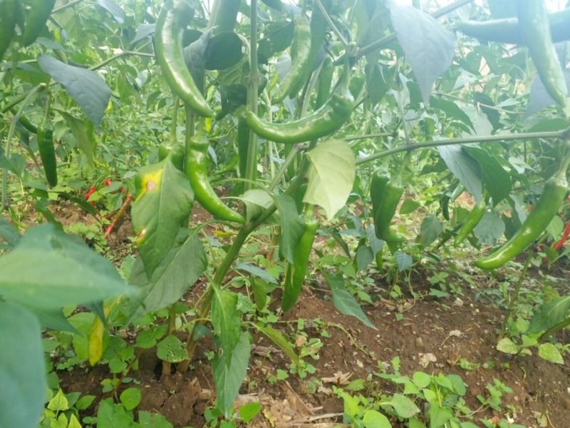 金塔辣椒10~15厘米青微辣