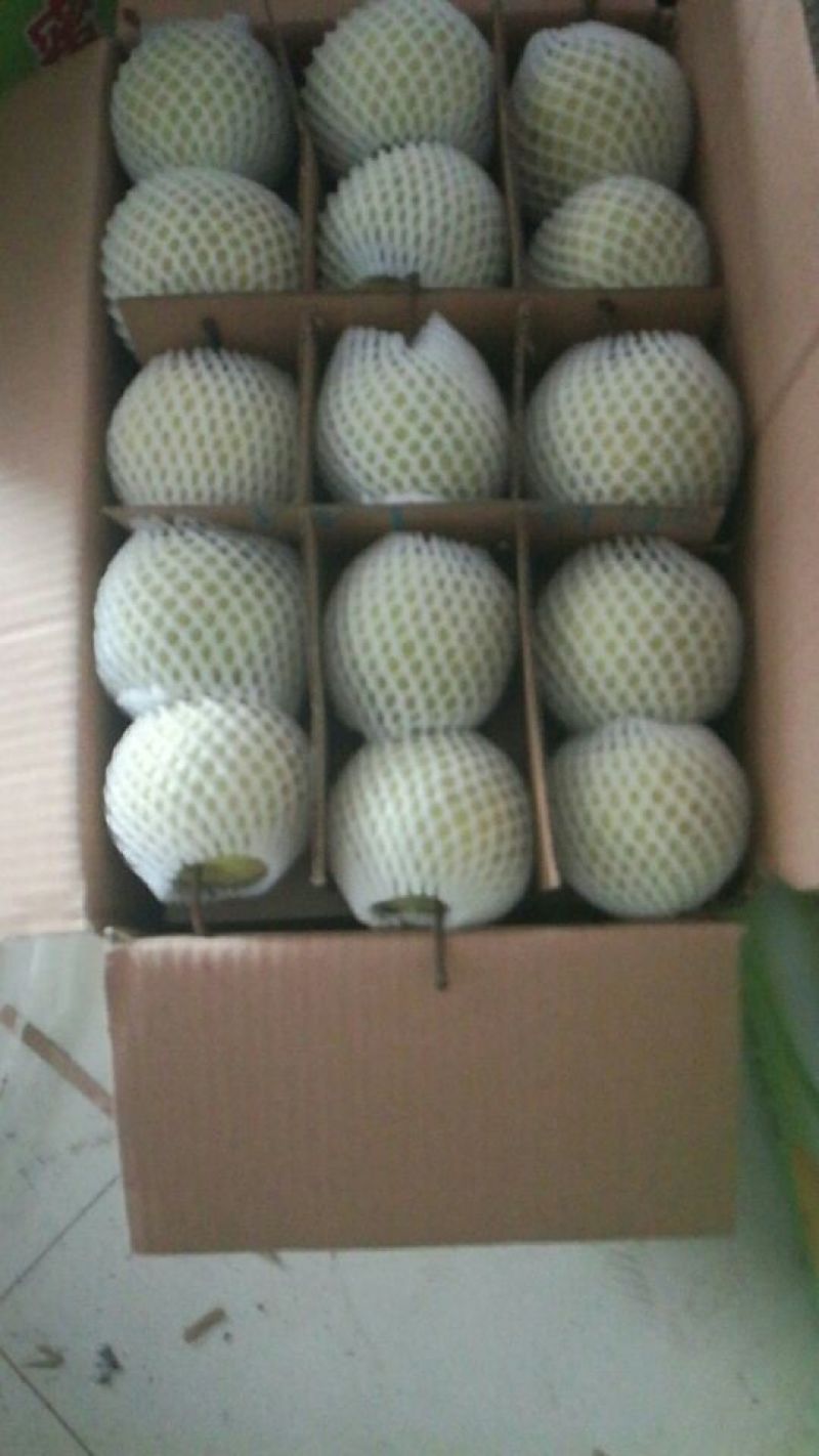砀山梨光果200~250g