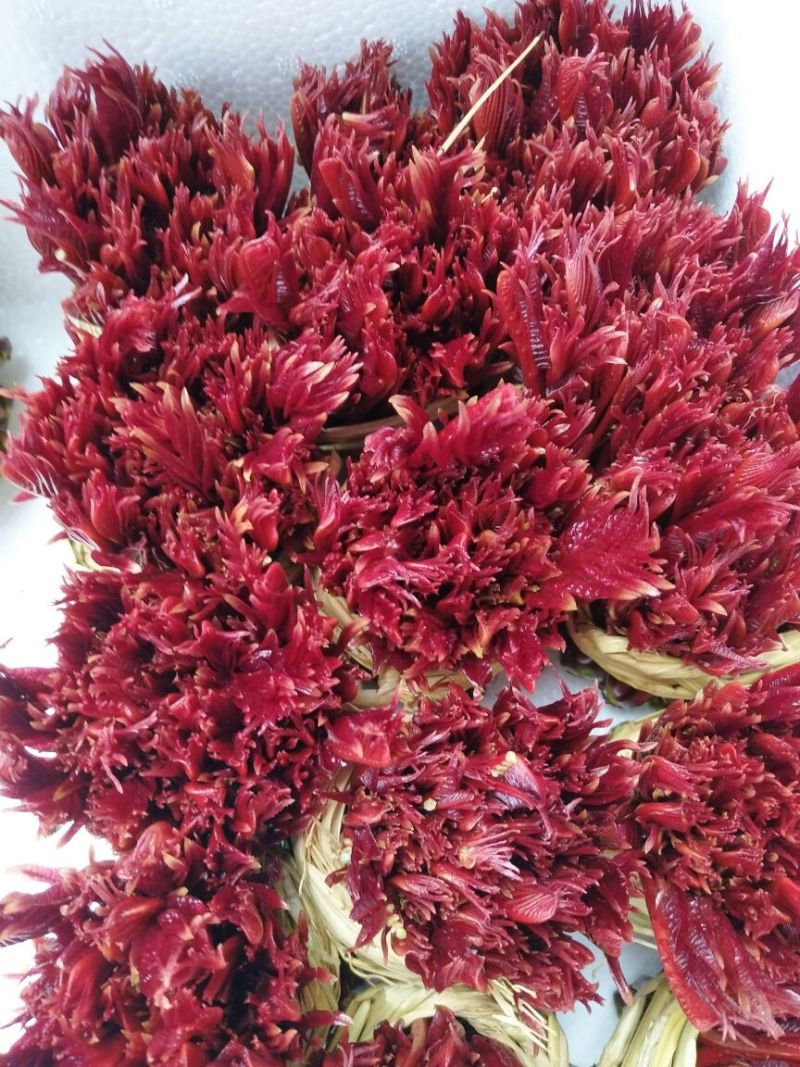 红油香椿苗60~70cm大棚苗南北种植技术指导物美价廉