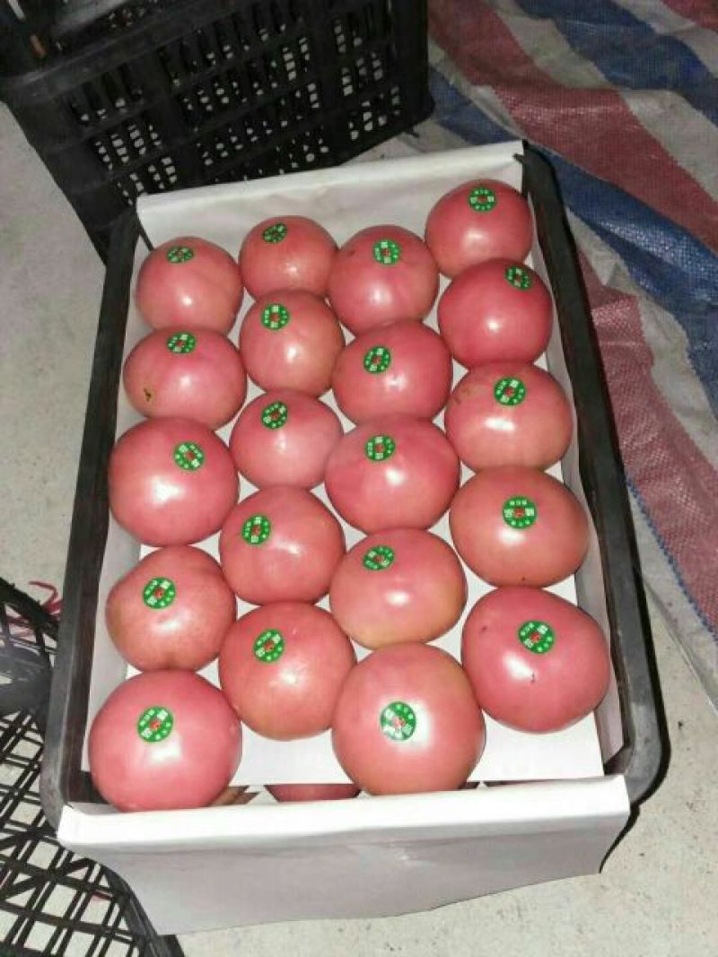【硬粉西红柿】精品硬粉弧二以上量大优惠