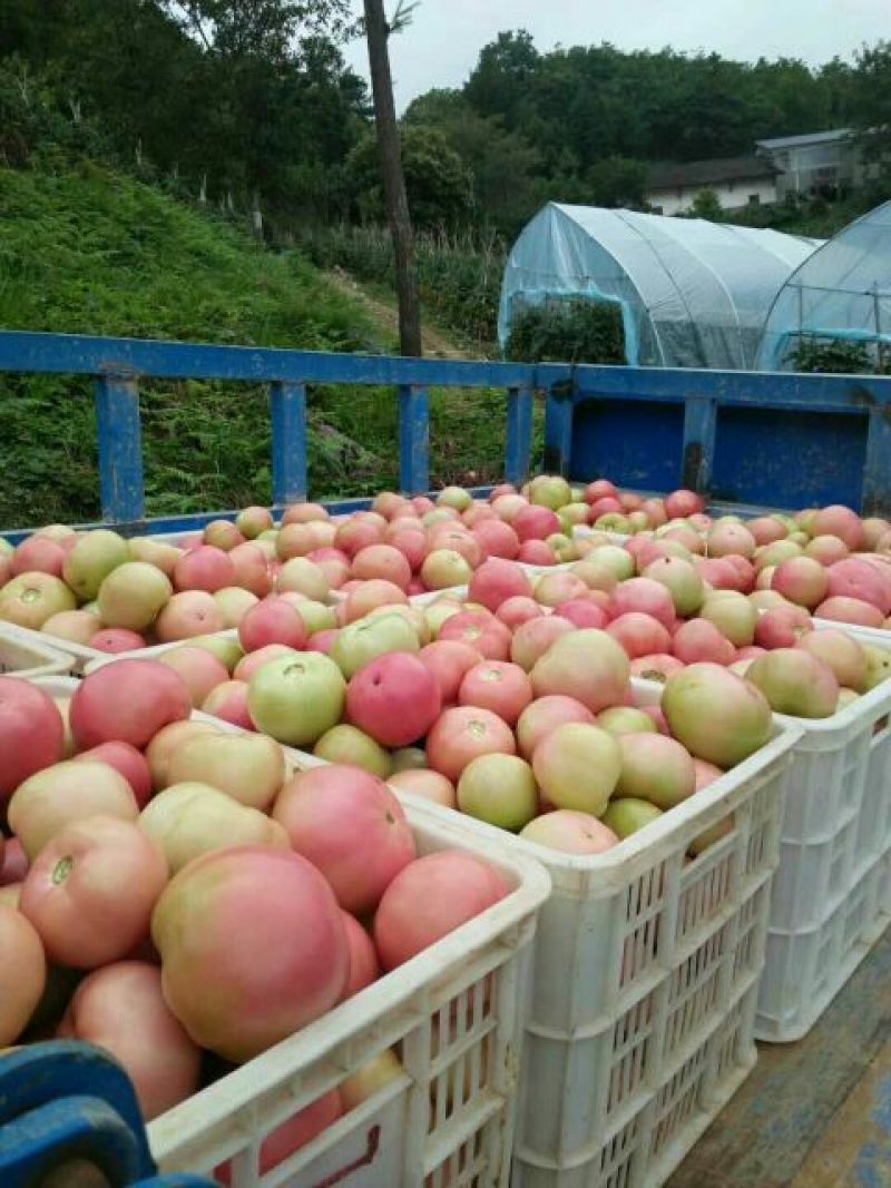 【硬粉西红柿】精品硬粉弧二以上量大优惠