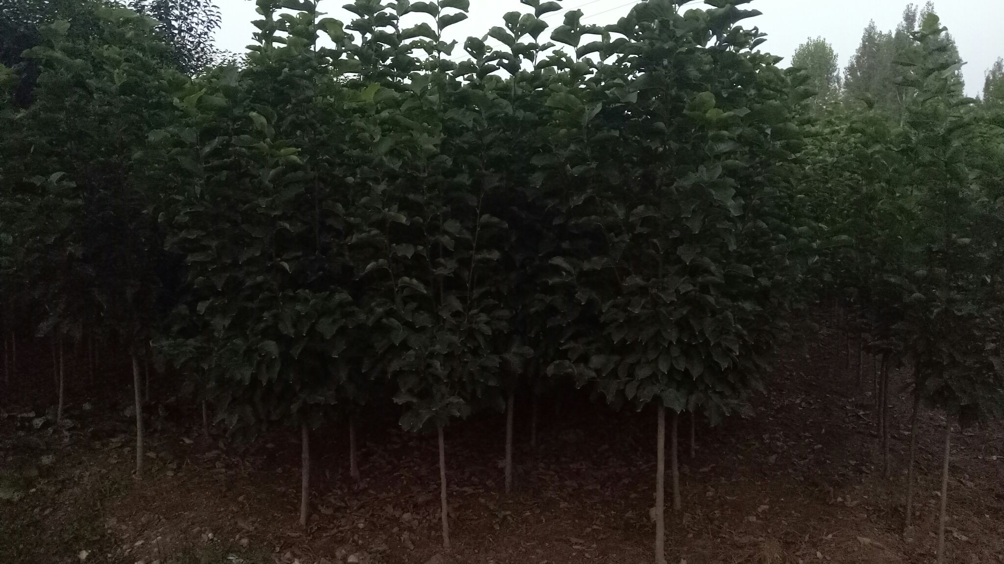金镶玉兰花苗圃种植图