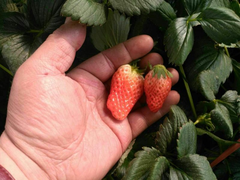 红颜草莓苗大棚用草莓苗全国可种植