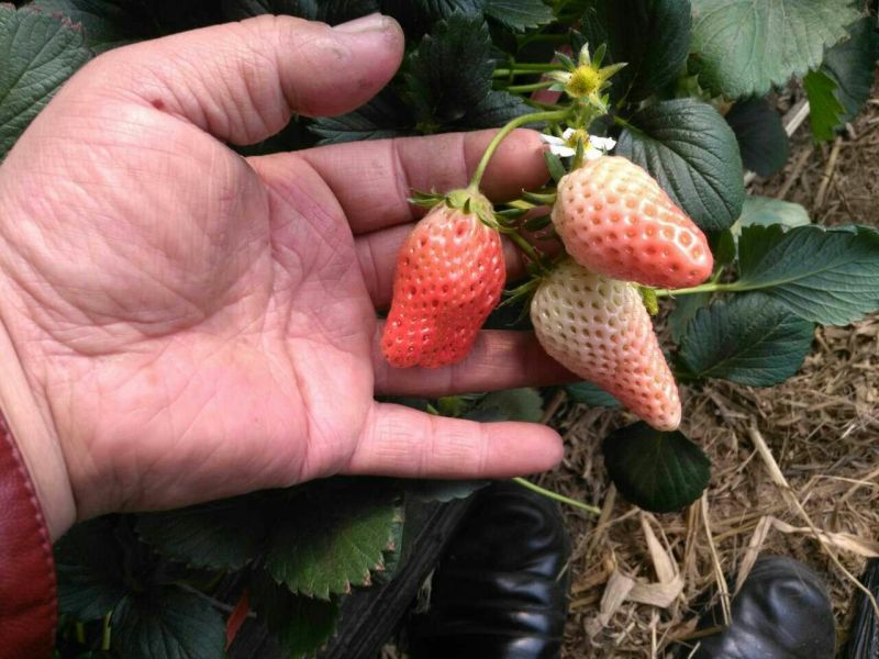 红颜草莓苗大棚用草莓苗全国可种植