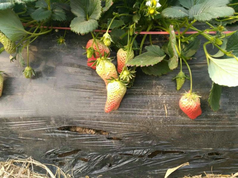 红颜草莓苗大棚用草莓苗全国可种植