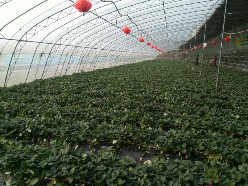 红颜草莓苗大棚用草莓苗全国可种植