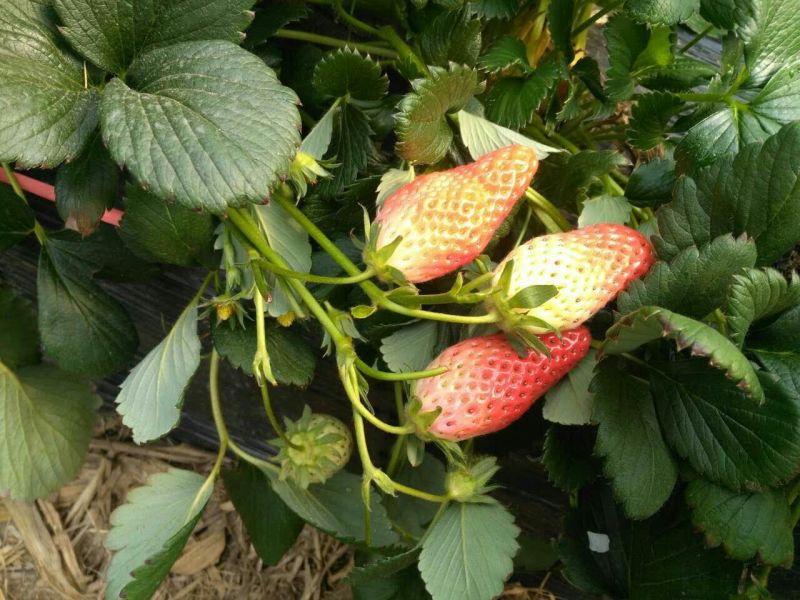 红颜草莓苗大棚用草莓苗全国可种植