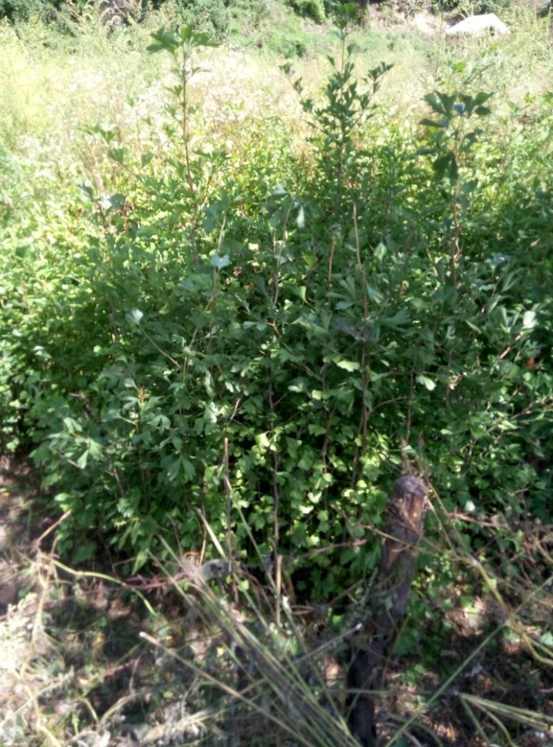 华山松80~100cm