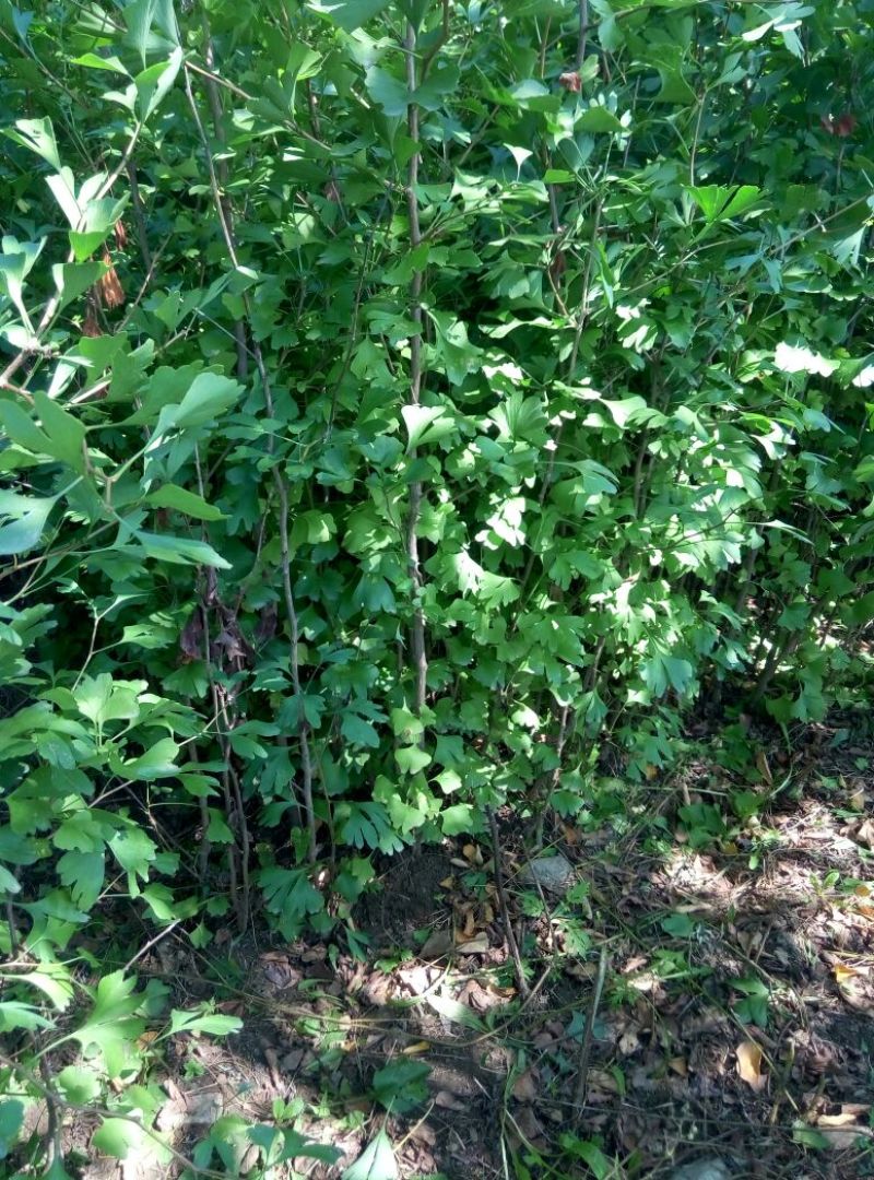 华山松80~100cm
