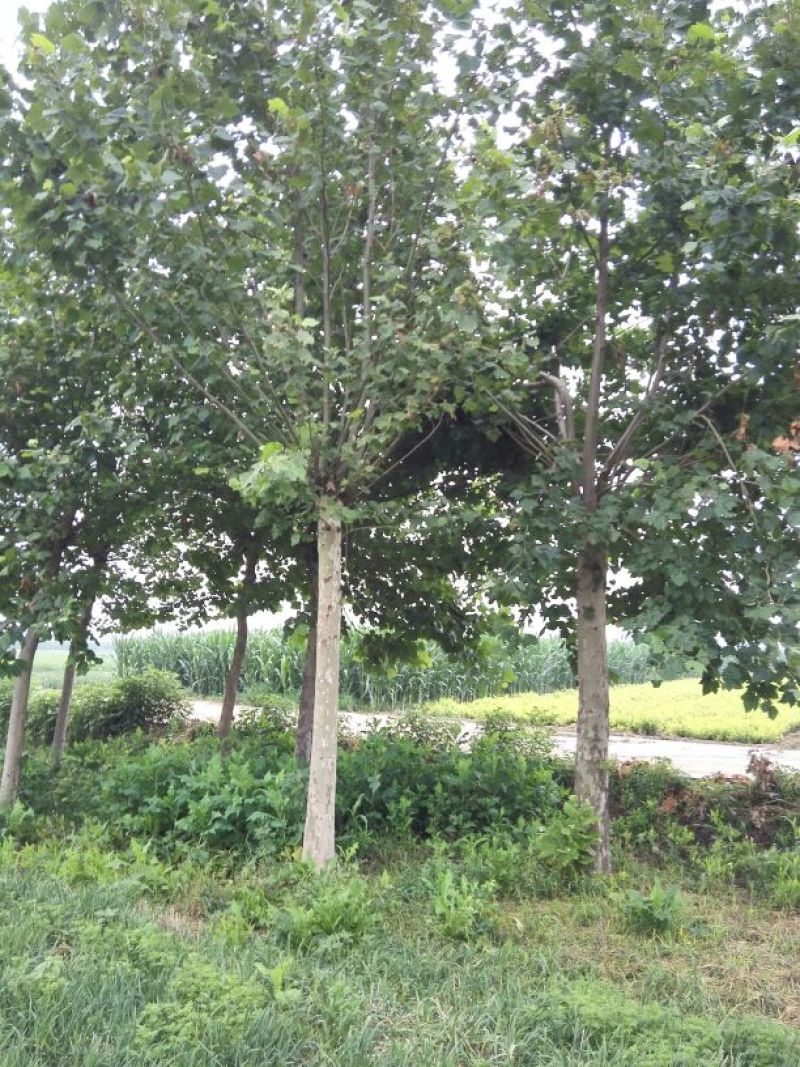 法桐：根系发达质量有保证价格合理可以实地考察支持线上